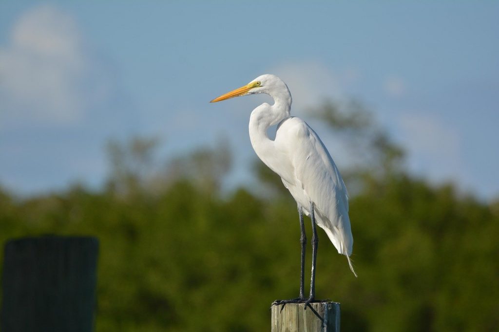 Great Egret