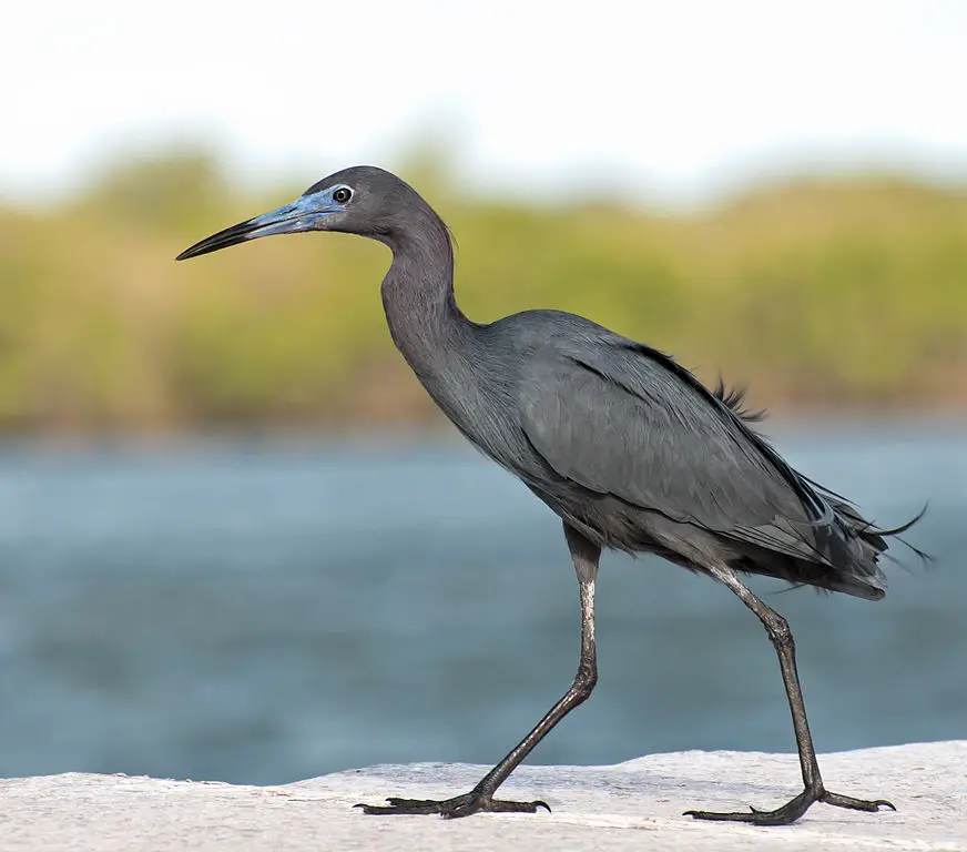 Little Blue Heron