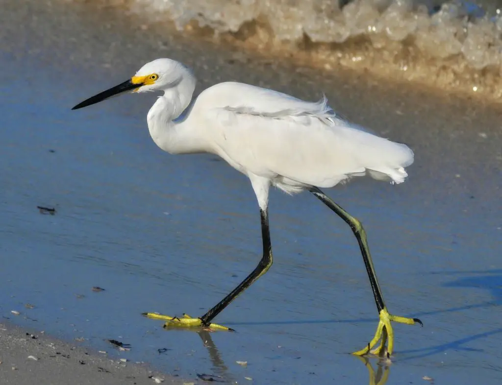 Snowy Egret