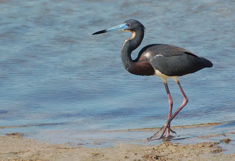 Tricolored Heron