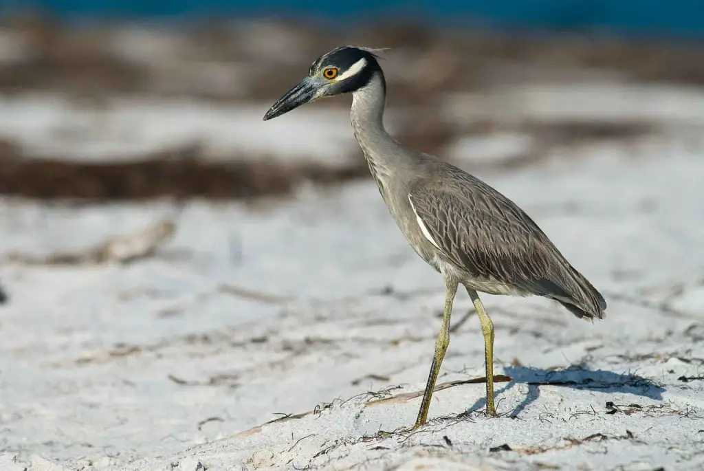 Yellow-crowned Night Heron