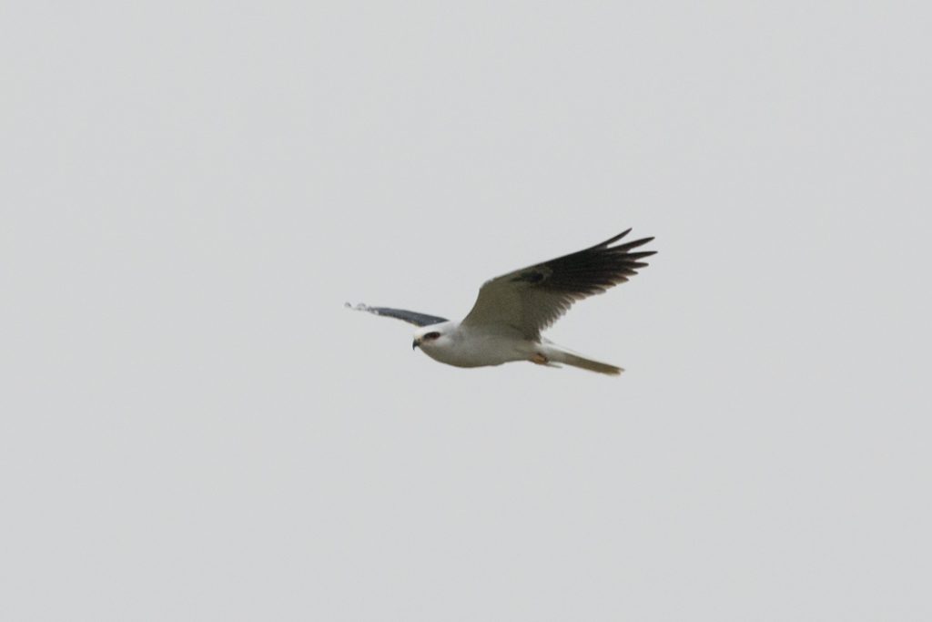 White-tailed Kite