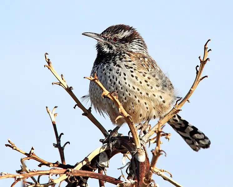 Cactus Wren