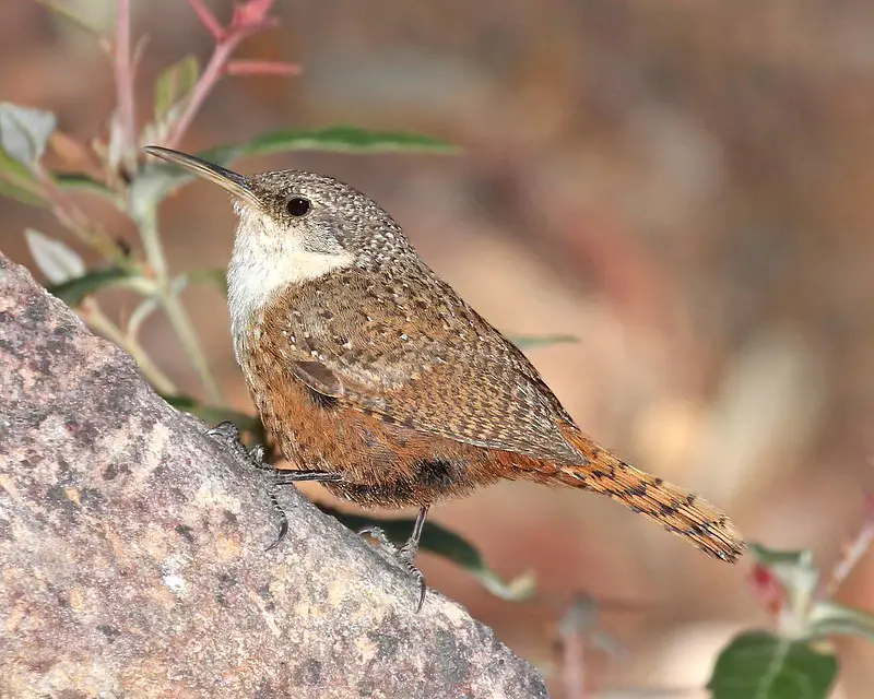 Canyon Wren