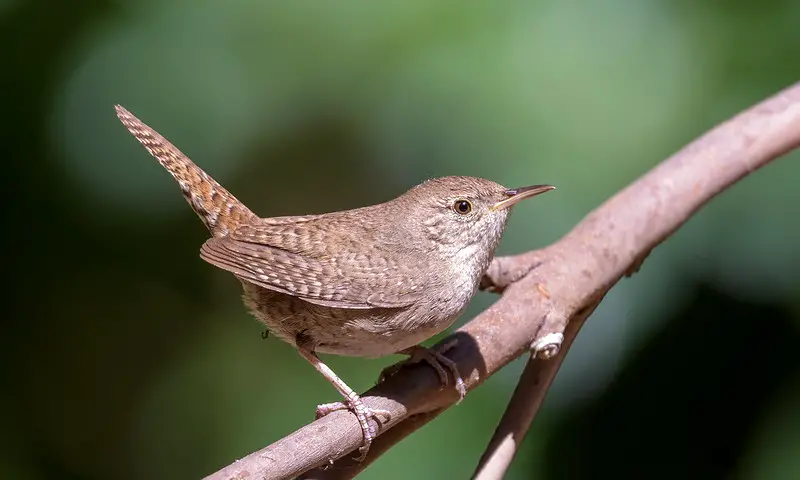 House Wren