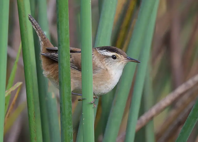 Marsh Wren