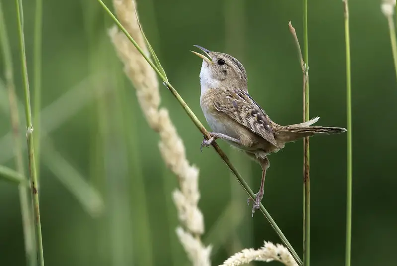 Sedge Wren