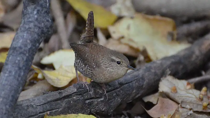 Winter Wren