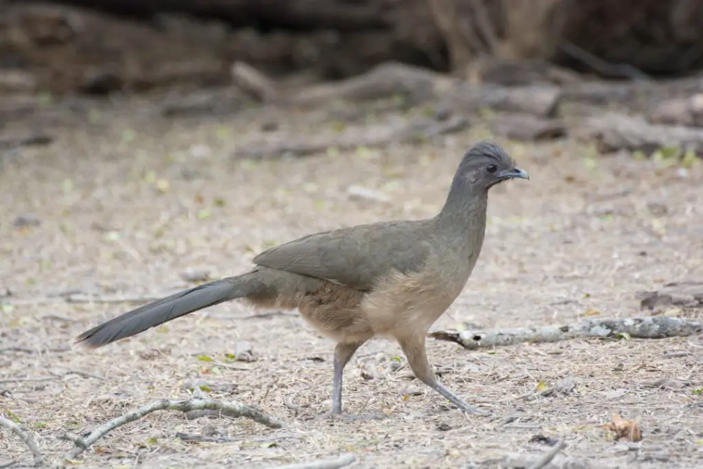 Plain Chachalaca