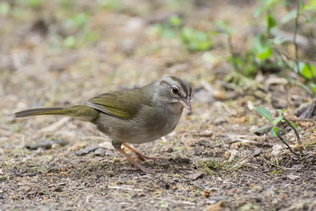 Olive Sparrow