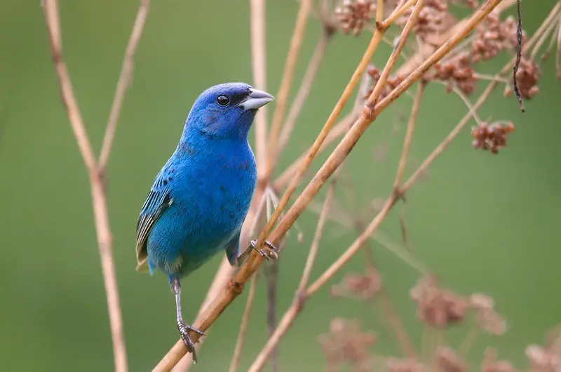 Indigo Bunting