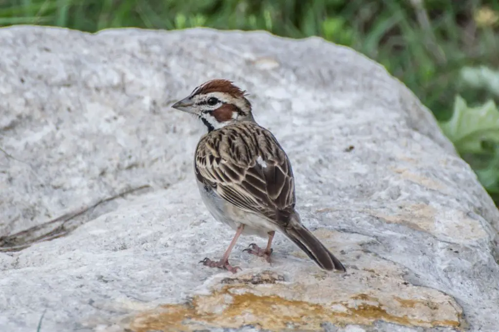 Lark Sparrow