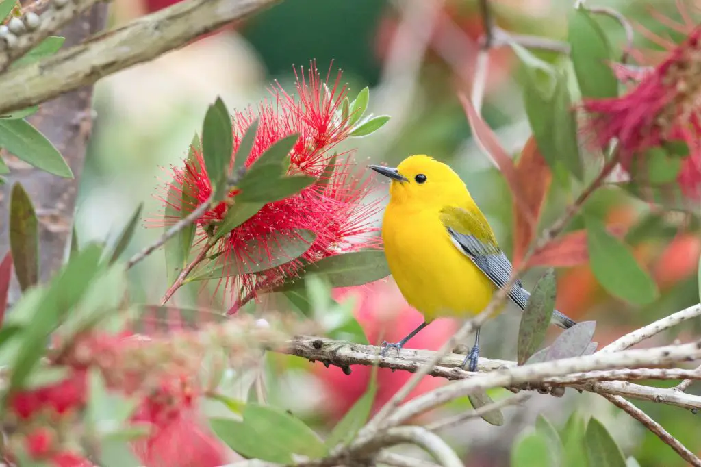 Prothonotary Warbler