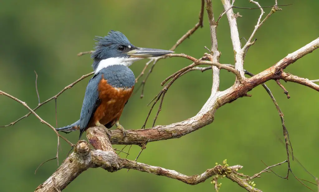 Texas Birding Festivals 2024 (Dates, Costs, Locations) BirdingLocations