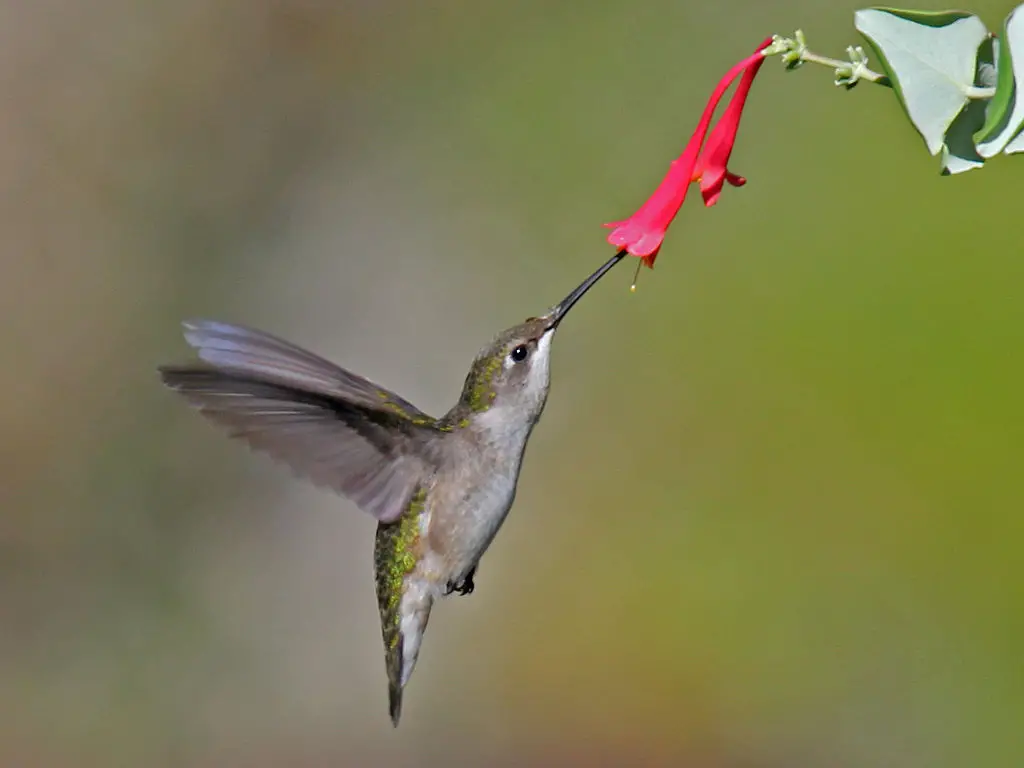 Ruby-throated Hummingbird