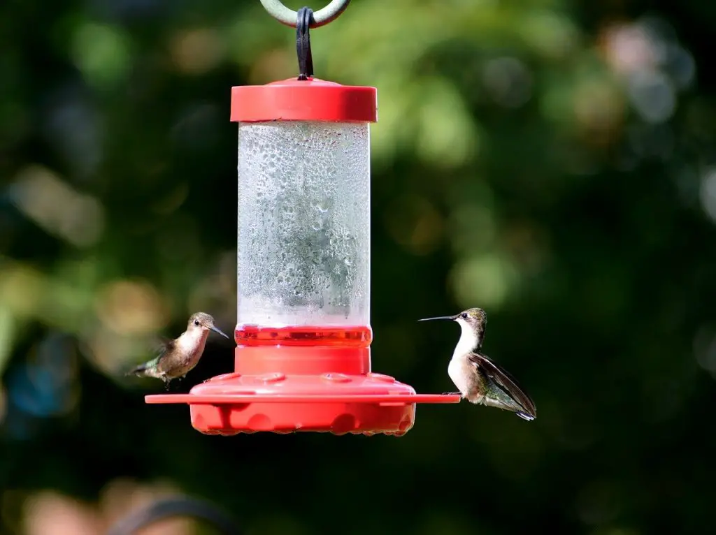 Hummingbirds at Feeder