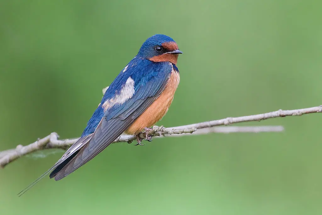 You are currently viewing Texas Swallow Species and How to Tell Them Apart