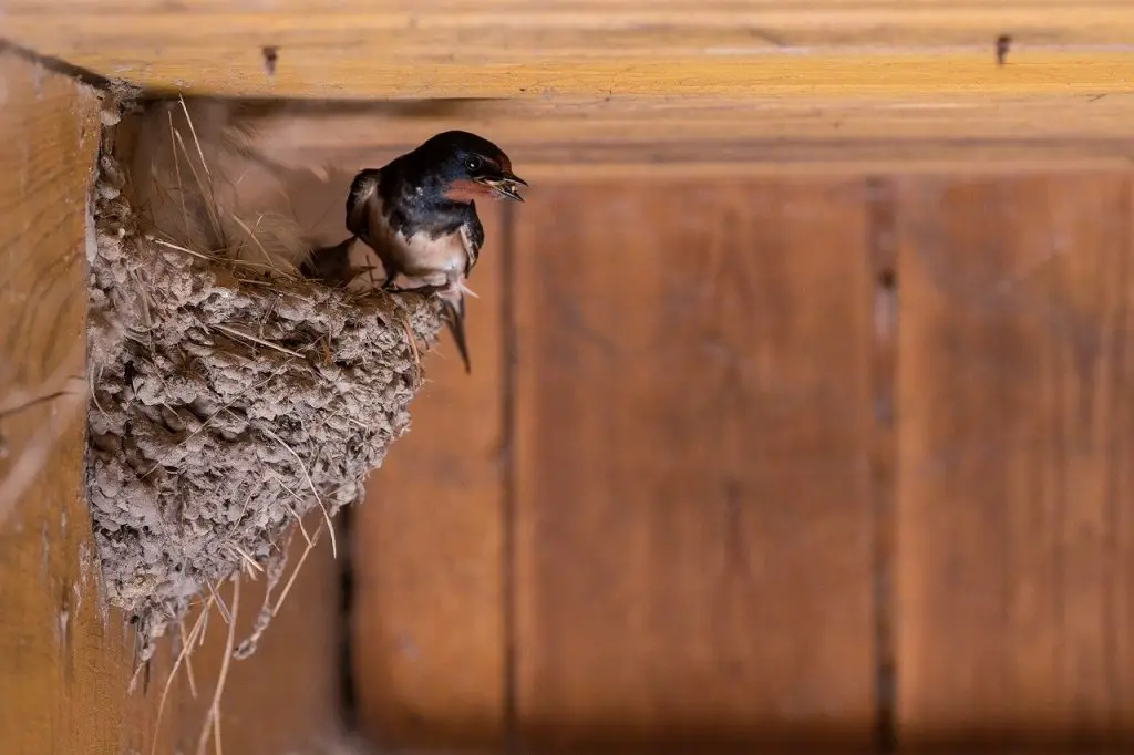 Barn Swallow Nest