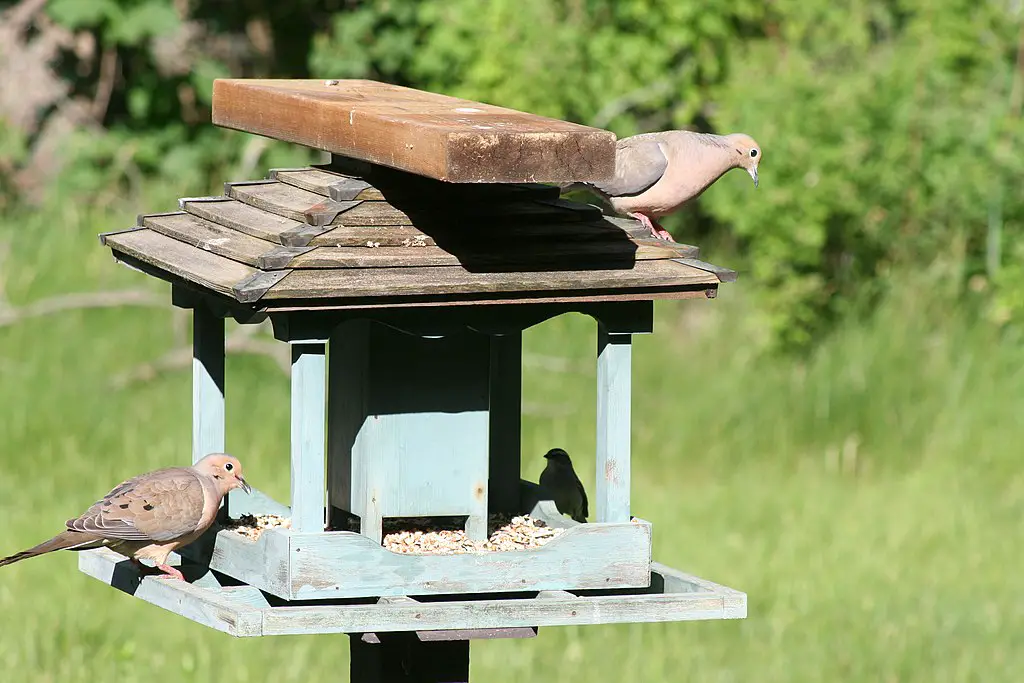 Doves on bird feeder