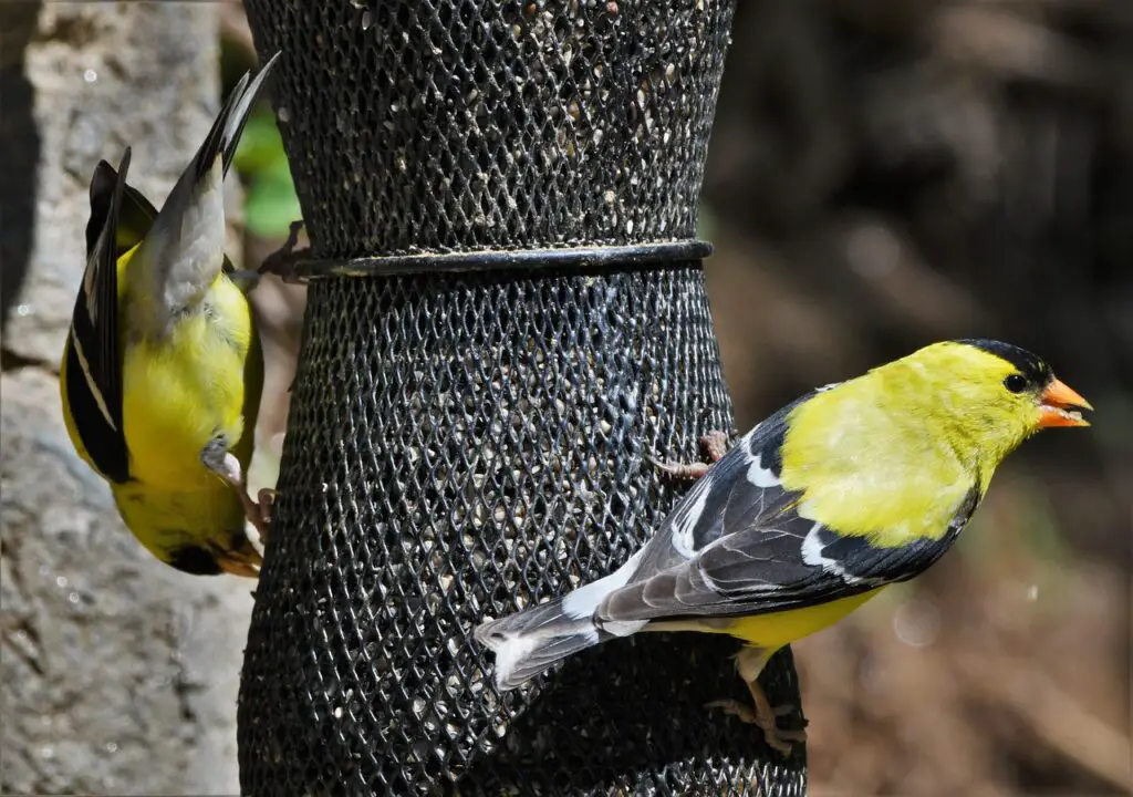 Finch Feeder