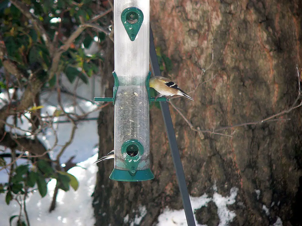 Tube Bird Feeder