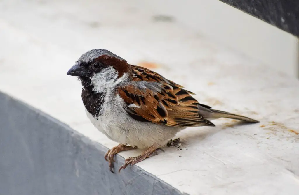 House Sparrow