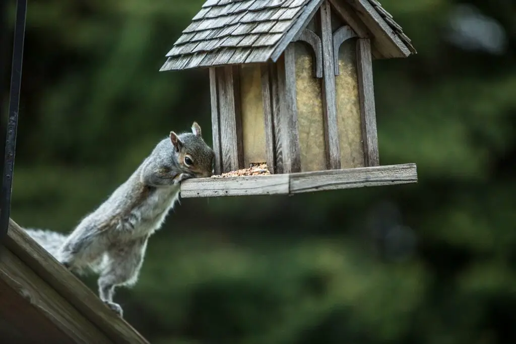 Keep Squirrels Off the Bird Feeder