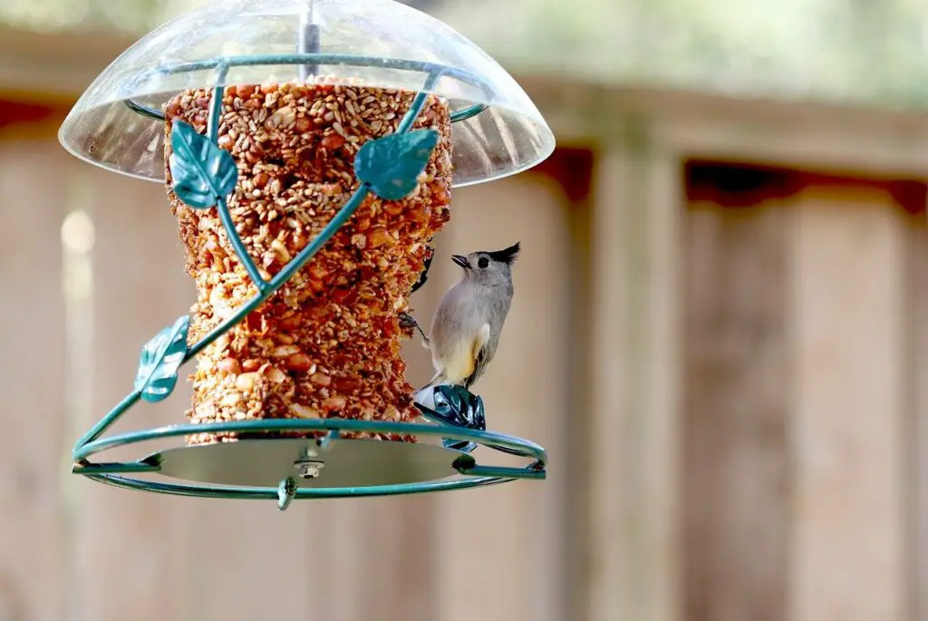 Bird Seed Cylinder