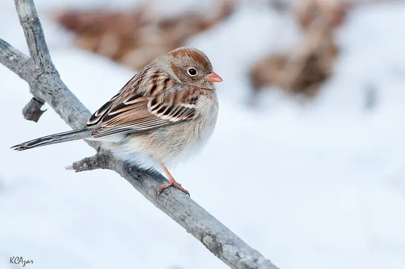 Field Sparrow