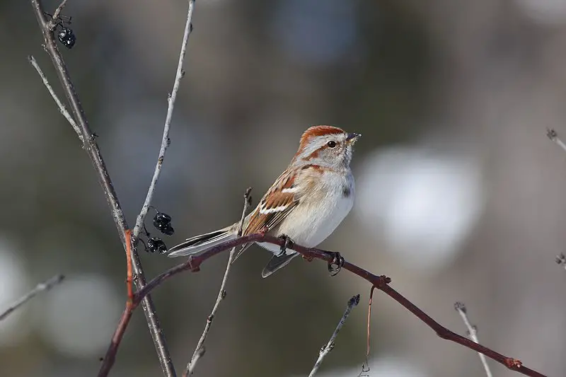 American Tree Sparrow