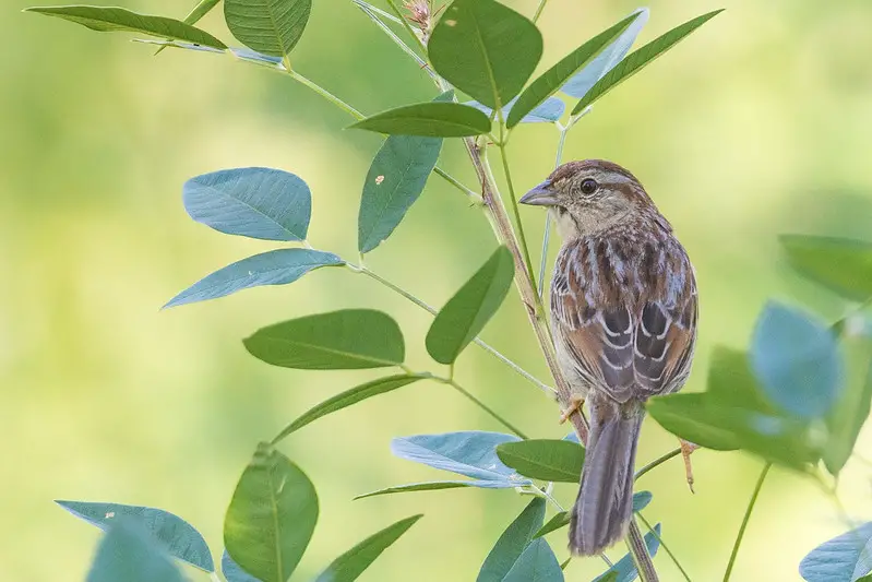 Bachman's Sparrow