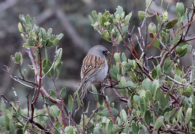 Black-chinned Sparrow