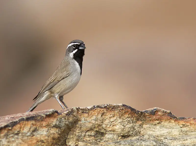 Black-throated Sparrow