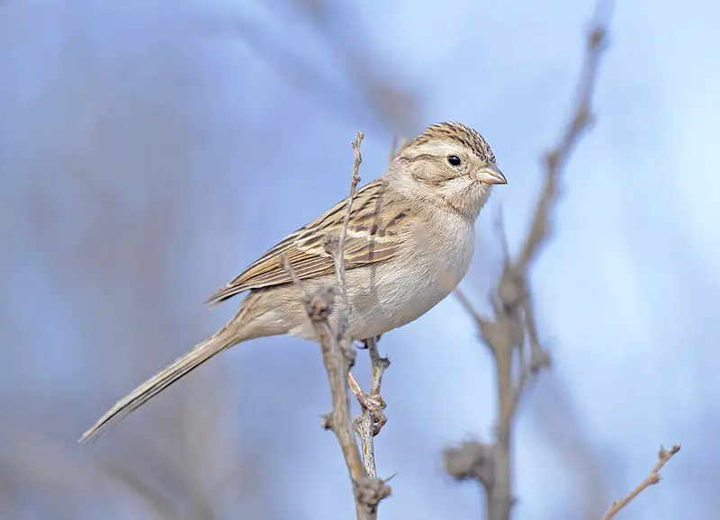 Brewer's Sparrow