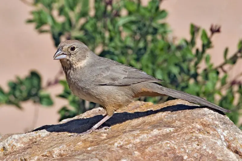 Canyon Towhee