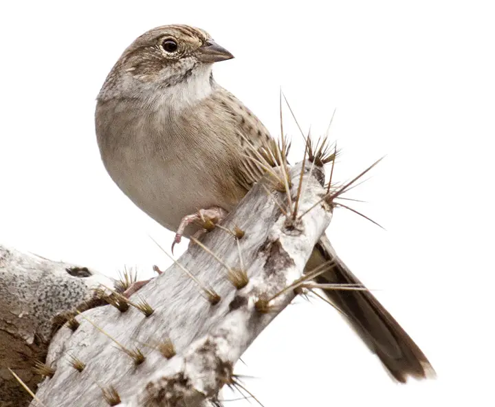 Cassin's Sparrow