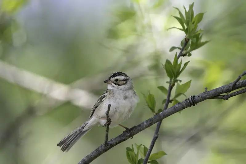 Clay-colored Sparrow