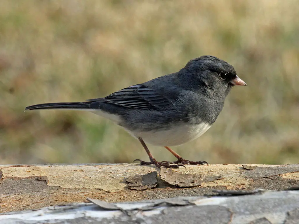 Dark-eyed Junco