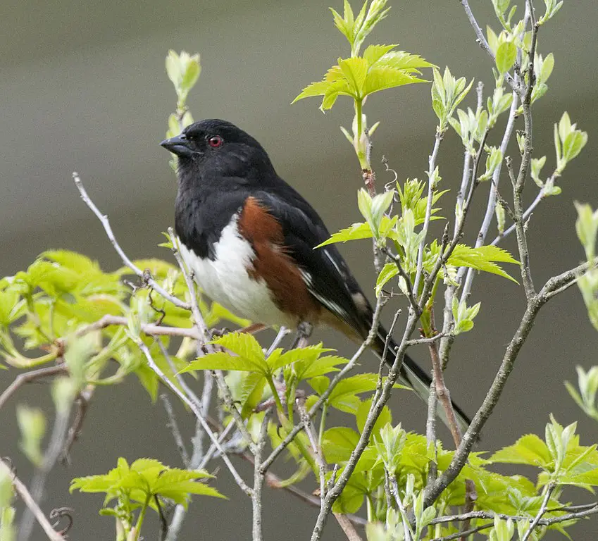 Eastern Towhee