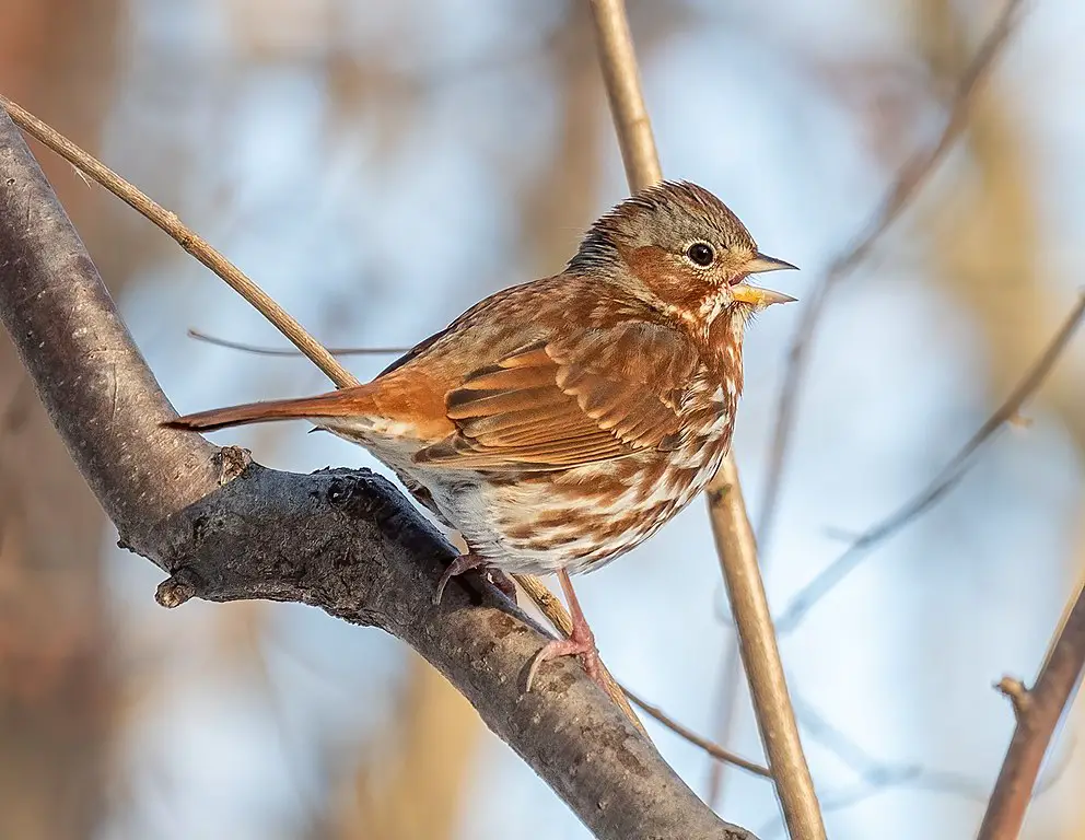 Fox Sparrow