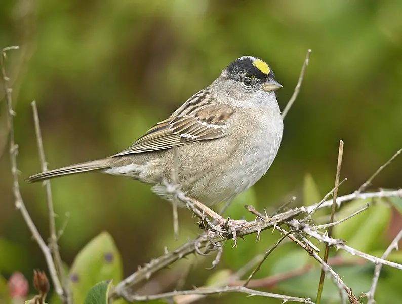 Golden-crowned Sparrow