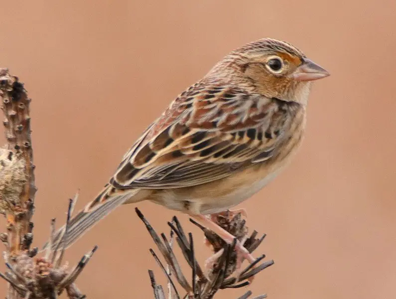 Grasshopper Sparrow