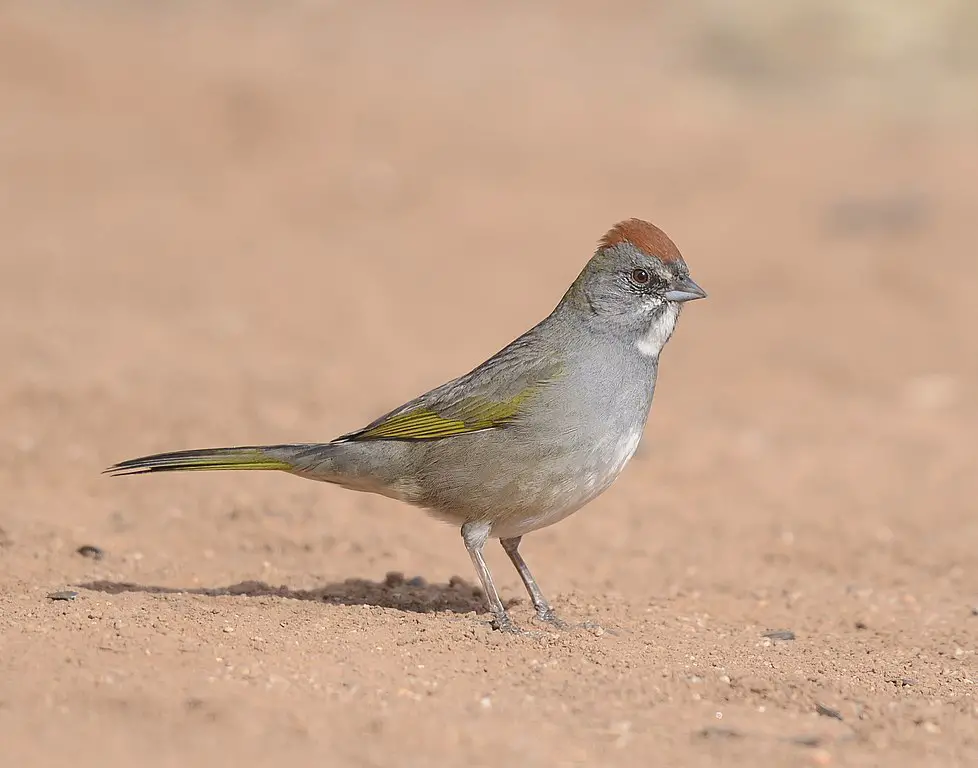 Green-tailed Towhee