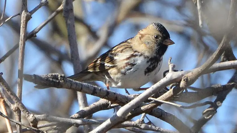 Harris's Sparrow