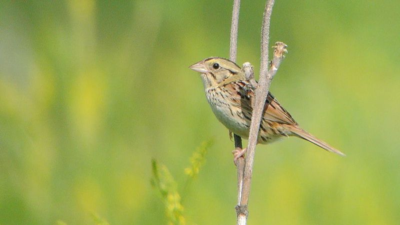 Henslow's Sparrow