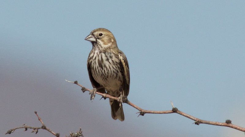 Lark Bunting