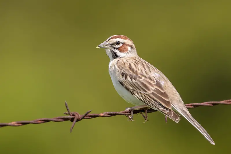 Lark Sparrow