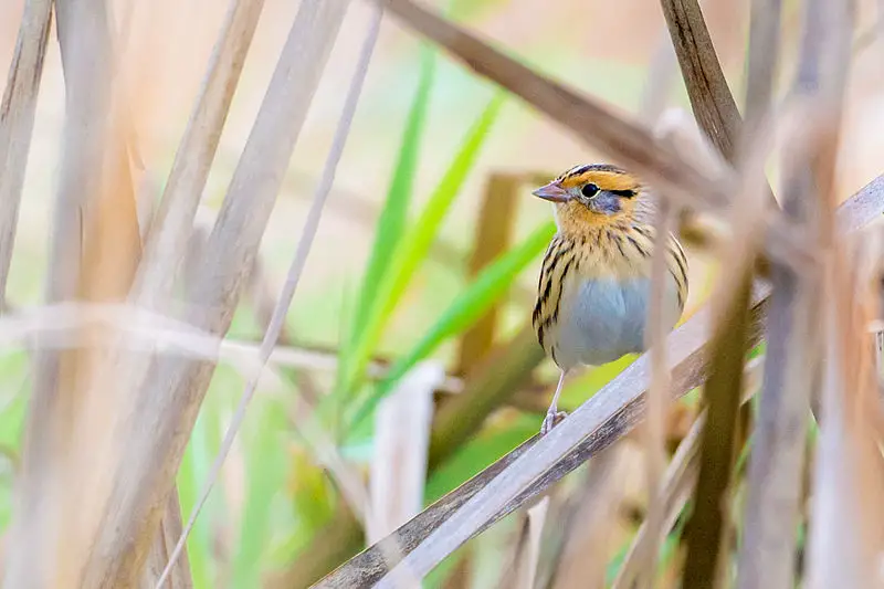 LeConte's Sparrow