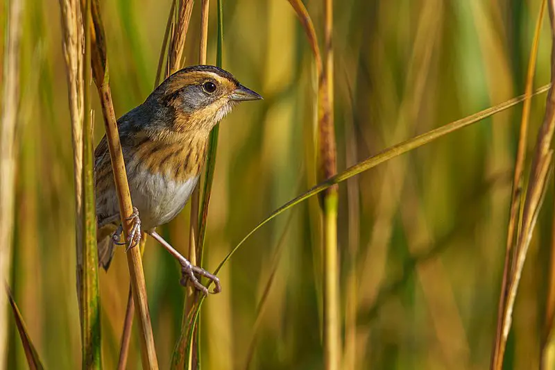 Nelson's Sparrow