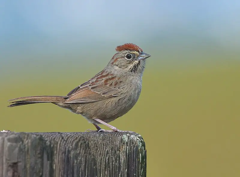 Rufous-crowned Sparrow